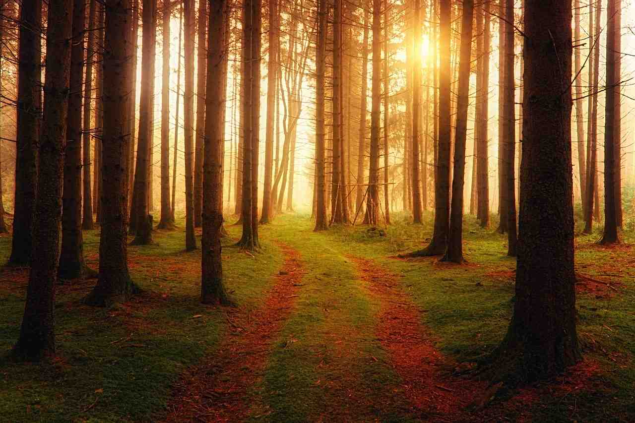 away, lumière, des forêts